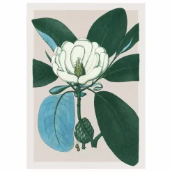 Outlet Affiche Magnolia Glauca Déco Murale, Papier Peint