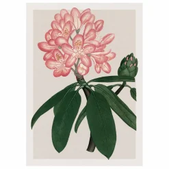 Sale Affiche Rhododendrum Maximum Déco Murale, Papier Peint
