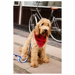 Discount Bandana pour chien | Accessoires Animaux