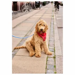 Discount Bandana pour chien | Accessoires Animaux