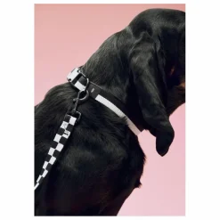 Collier | Accessoires Animaux