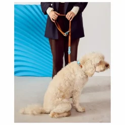 Discount Collier pour chien | Accessoires Animaux