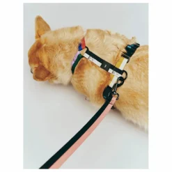 Outlet Harnais Accessoires Animaux