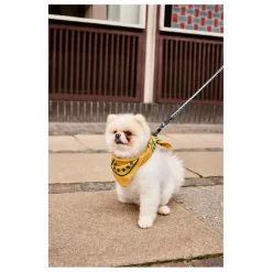 Clearance Laisse réglable | Accessoires Animaux