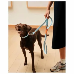 Hot Laisse réglable pour chien | Accessoires Animaux