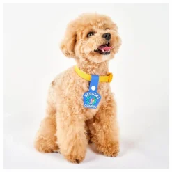 Sale Médaille Begging Champion | Accessoires Animaux