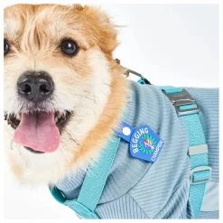 Sale Médaille Begging Champion | Accessoires Animaux